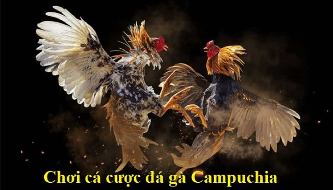 ca cuoc da ga campuchia 789bet 68275c5d1b9d6