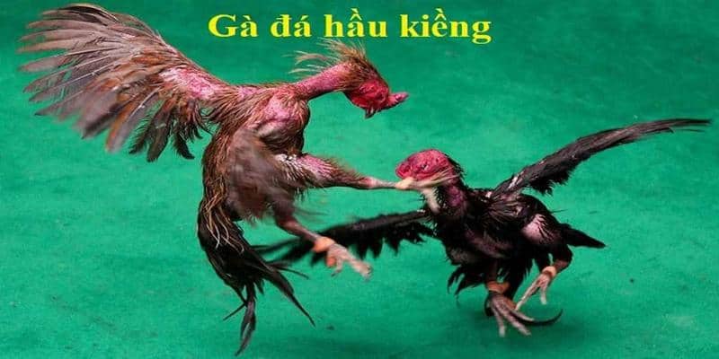 ga da hau kieng la gi 68275c2271eb3
