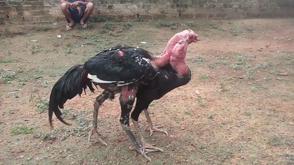 Gà đá hầu kiềng là gì - Khám Phá Bí Mật Thú Chơi Độc Đáo Này