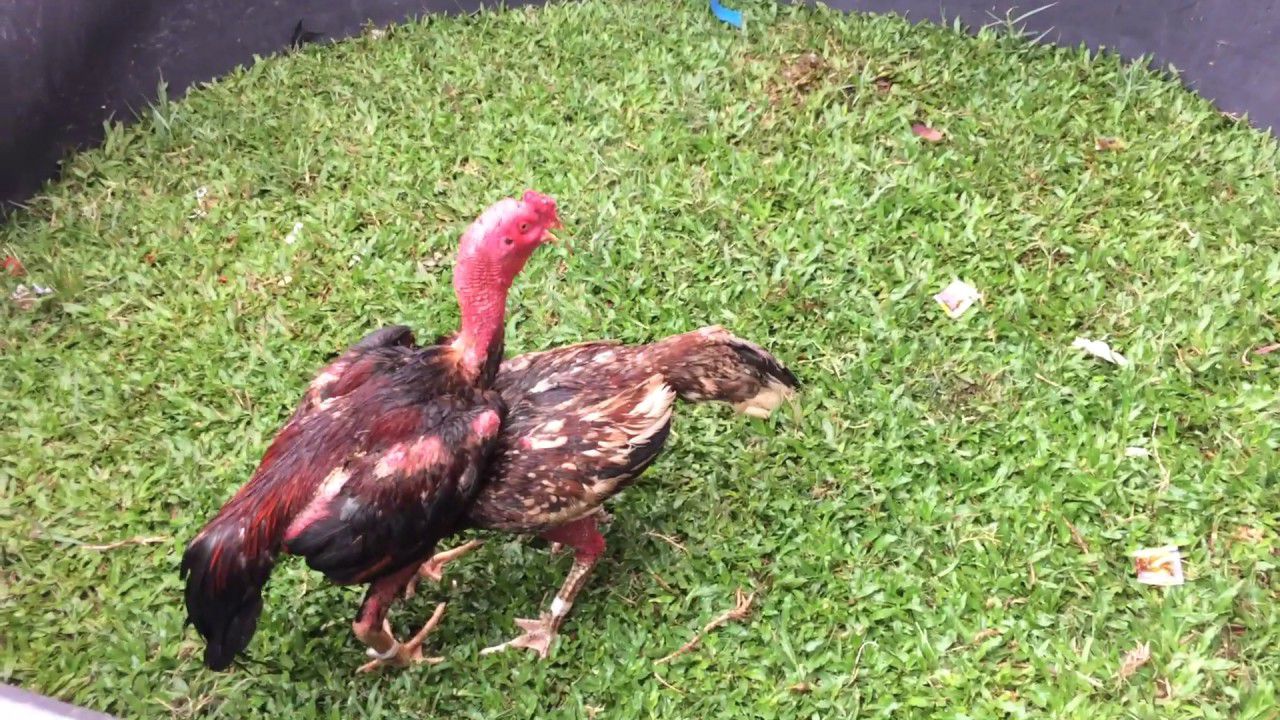 Gà đá hầu kiềng là gì - Khám Phá Bí Mật Thú Chơi Độc Đáo Này