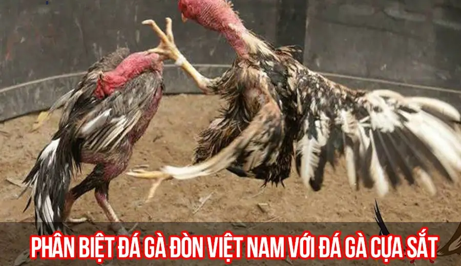 Khám Phá Thế Giới Cá Cược Đá Gà Cựa Sắt 789BET - Trải Nghiệm Không Thể Bỏ Lỡ
