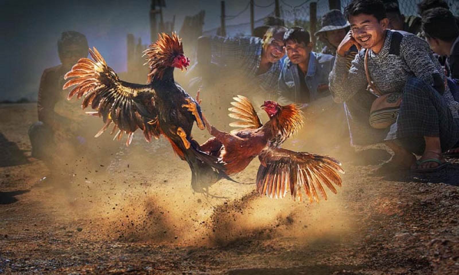 Khám Phá Thế Giới Cá Cược Đá Gà Cựa Sắt 789BET - Trải Nghiệm Không Thể Bỏ Lỡ