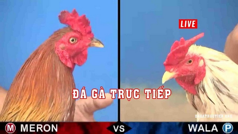 Trải Nghiệm Đá Gà Trực Tiếp C4 789BET - Sân Chơi Thú Vị Cho Những Người Yêu Thích Cá Cược